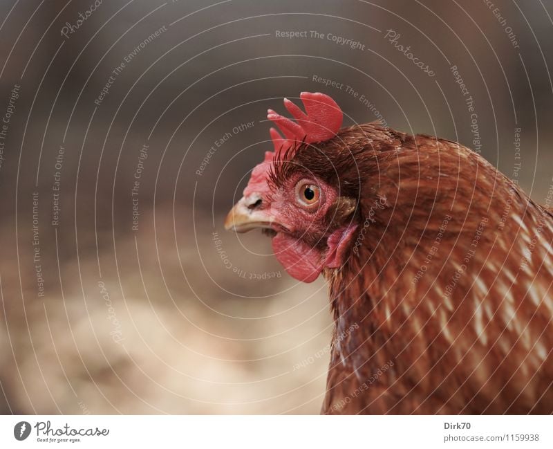 A very sharp look Agriculture Forestry Animal Pet Farm animal Bird Animal face Barn fowl Animal portrait Head Crest Feather 1 Observe Discover Looking Wait