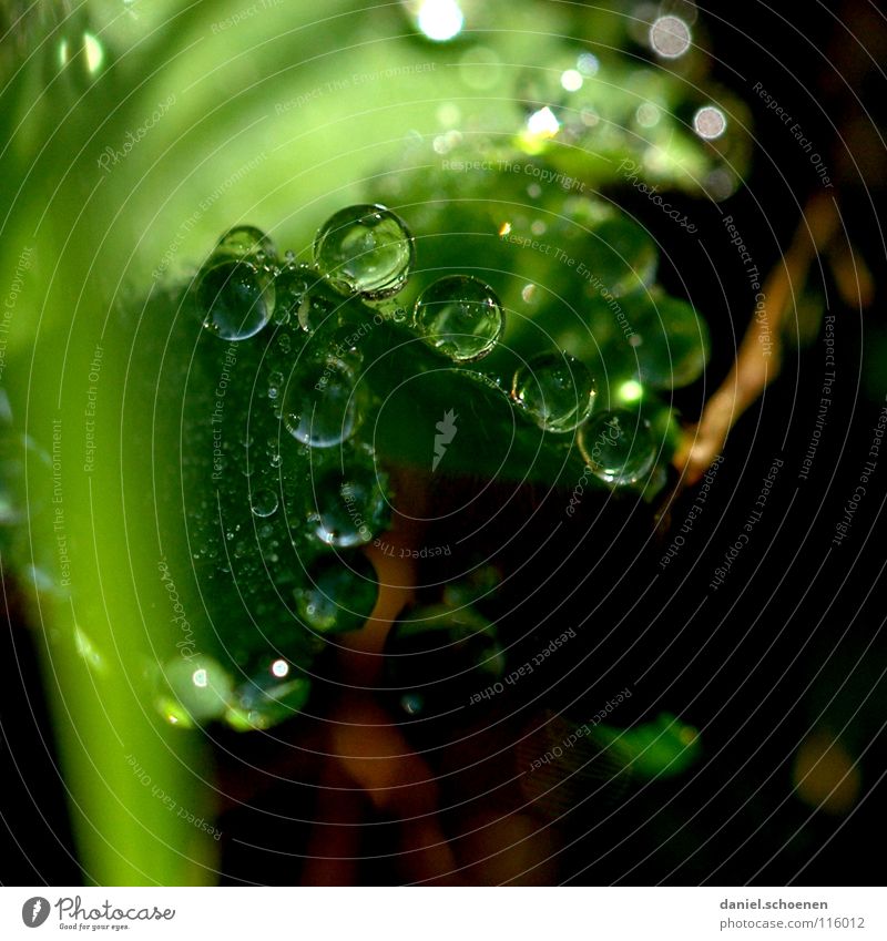 Dew drops 1 Drops of water Clarity Fresh Clean Pure Leaf Green Glittering Light Morning Grass Transparent Background picture Meadow Macro (Extreme close-up)