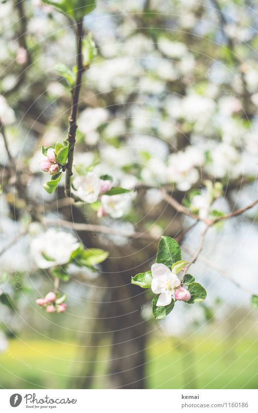 Blossom. Environment Nature Plant Sunlight Spring Beautiful weather Warmth Tree Leaf Agricultural crop Fruit trees Cherry tree Apple tree Field Blossoming