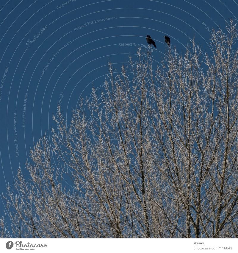 friendship Winter Tree Raven birds Black Cold Longing Bird Crow Hoar frost Sky Snow