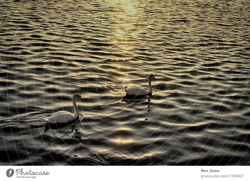 Swans at sunset Wellness Harmonious Contentment Relaxation Calm Meditation Nature Sunrise Sunset Sunlight Spring Summer Beautiful weather Waves Lake Alster