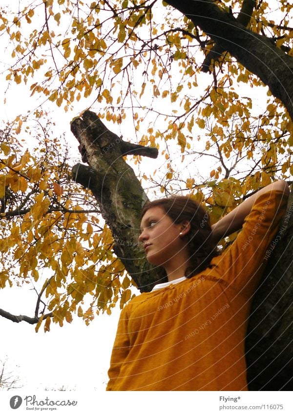 Autumn Singing Leaf Tree Branchage Yellow Posture Sky Woman relaxed relaxation Autumnal Tree trunk Curl