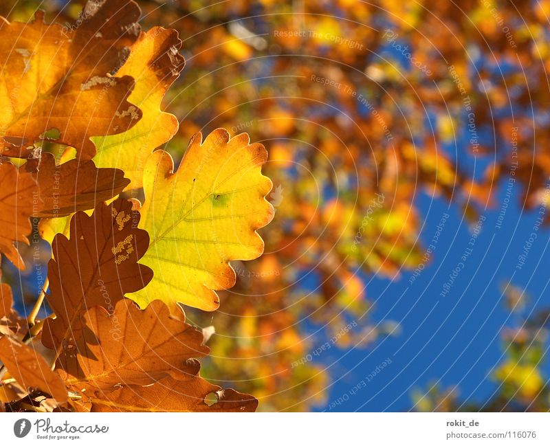 Golden Autumn Leaf Oak tree Tree Deciduous tree To fall Yellow Deciduous forest Rheingau Sky Blue chlorophyl Colour Acorn withered martinsthal
