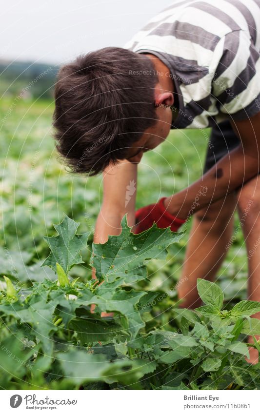 Bend over to pick cucumbers Vegetable Work and employment Agriculture Forestry Human being Masculine 1 18 - 30 years Youth (Young adults) Adults Environment