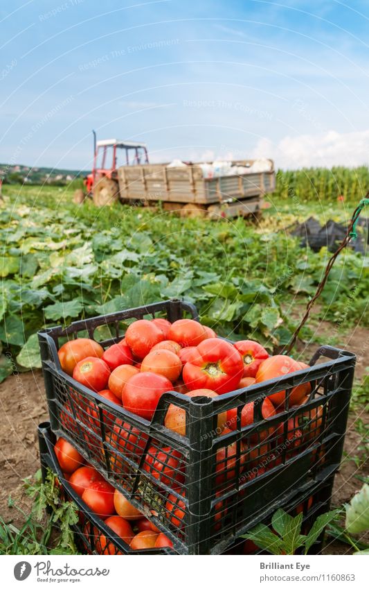 Tomato box in front of tractor Summer Agriculture Forestry Nature Landscape Plant Weather Beautiful weather Agricultural crop Field Esthetic Fresh Healthy