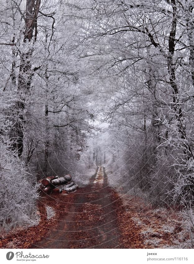 Forest path through white forest in winter with hoarfrost Winter mood Winter forest Winter magic Tree trunk Brown Ice Forest road Right ahead Gray Cold