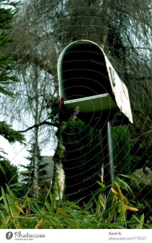 Yvonne sent her his mailbox Mailbox Information Email Birch tree Leaf Tree Green Forest Derelict Rainproof Weatherproof Nesting box Incubator Transmit