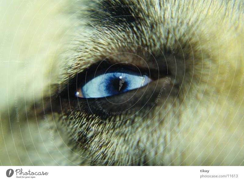 husky`s eye Dog Husky blue eyes