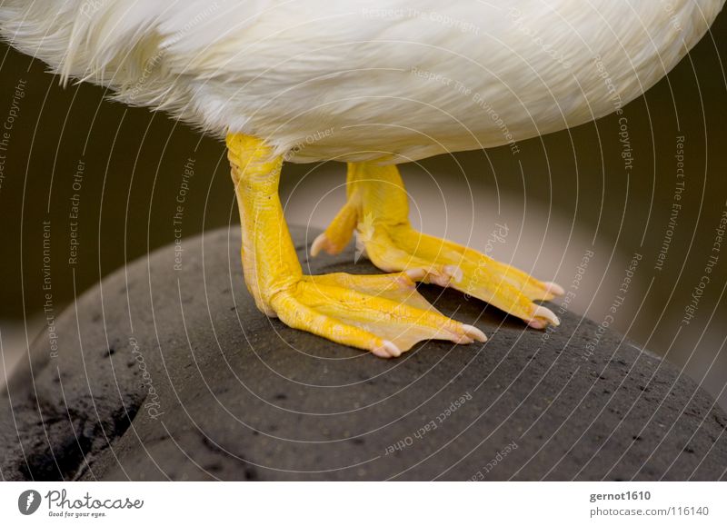 Tiger Feet I Yellow Goose White Cold Barefoot Claw Toenail Bird Water Duck Webbing Feather Stone Stomach