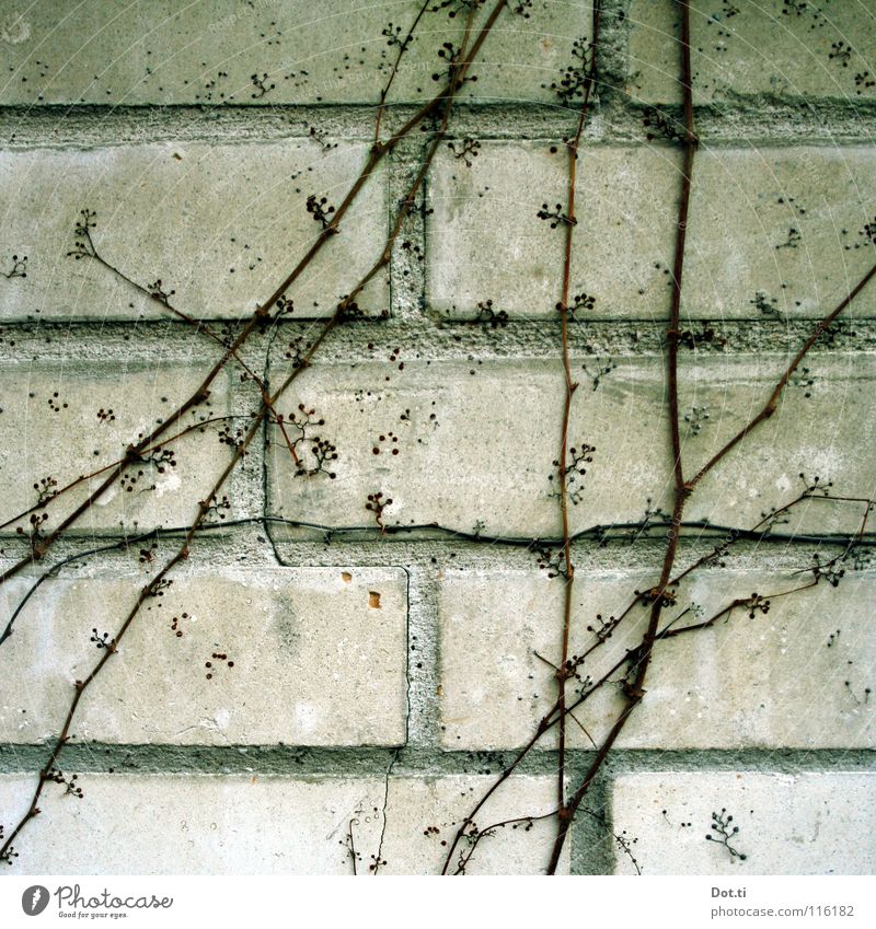 mason cat Plant Winter Wall (barrier) Wall (building) Stone Growth Gloomy Gray Virginia Creeper Leafless Trailing plant Tendril Self-climbing maiden vine