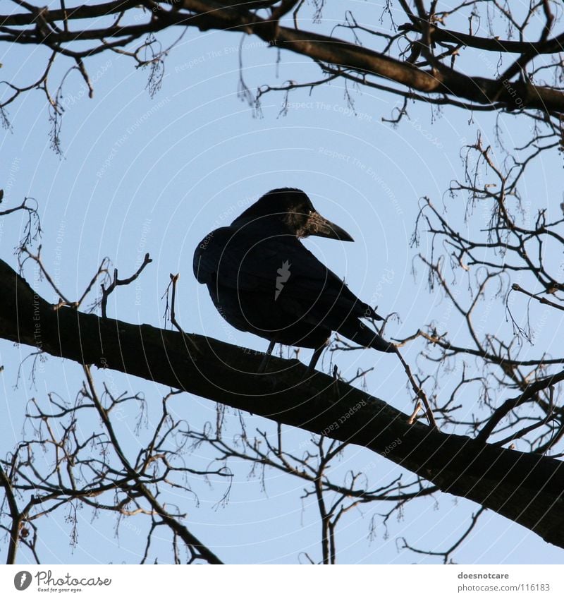 Nevermore. Animal Sky Autumn Tree Bird 1 Blue Black Death Transience Raven birds Crow Watchfulness Clear sky Colour photo Exterior shot Silhouette