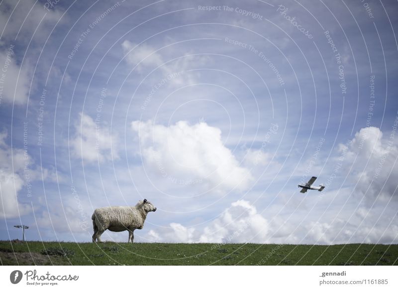 Something's going on on the dike Farm animal Sheep Flying Nature Dike Heaven Clouds Beautiful weather Blue sky Airplane Meadow Wool Aviation Colour photo