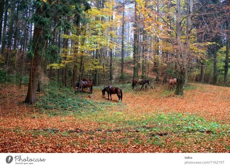 idyll of herbs Vacation & Travel Tourism Trip Hiking Ride Nature Landscape Plant Animal Autumn Tree Forest Horse 4 Herd Contentment Trust Together Attentive