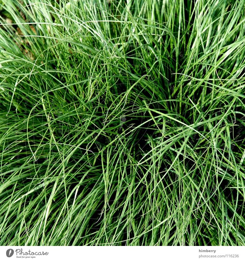 meadow case Grass Green Plant Meadow Field Animal Blade of grass Agriculture Growth Park Nature Americas Floor covering Garden