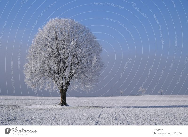 My favourite tree in winter Tree Winter Deciduous tree Hoar frost White Cold Field Meadow Snow Fog Gray Horizon Calm Loneliness Individual Exterior shot Sky