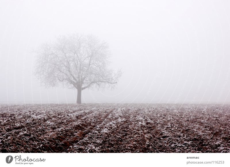 fog tree Fog Tree Field Agriculture Hoar frost Calm Winter Nature Frost Ice Snow