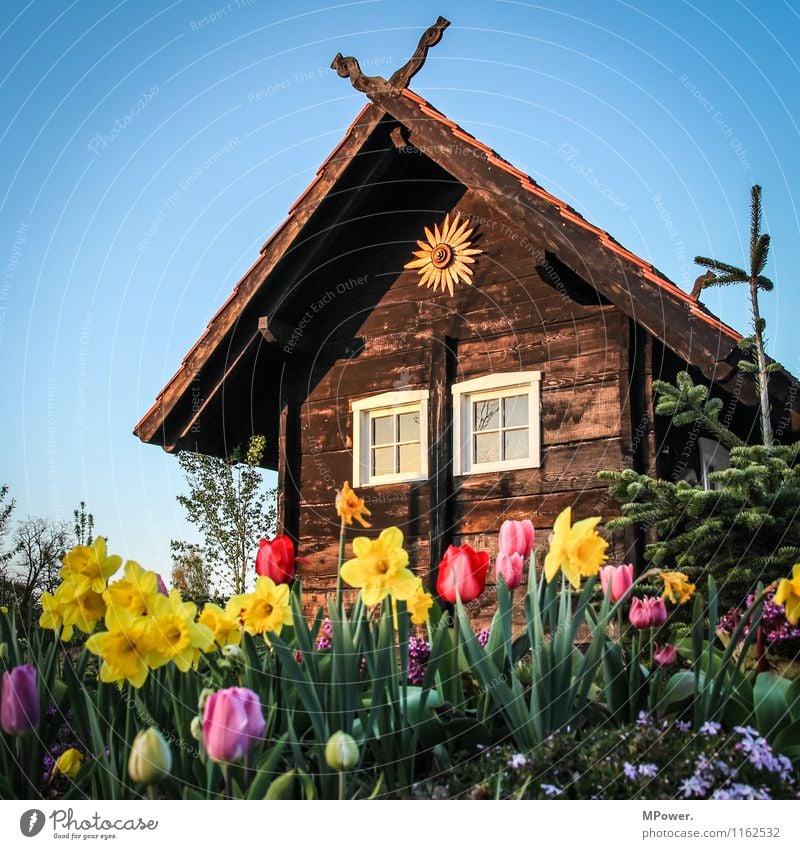 hut Cloudless sky Beautiful weather Spring fever Hut Spring flower Sunset Wooden hut Tulip field Blossom Vacation & Travel Colour photo Exterior shot Deserted