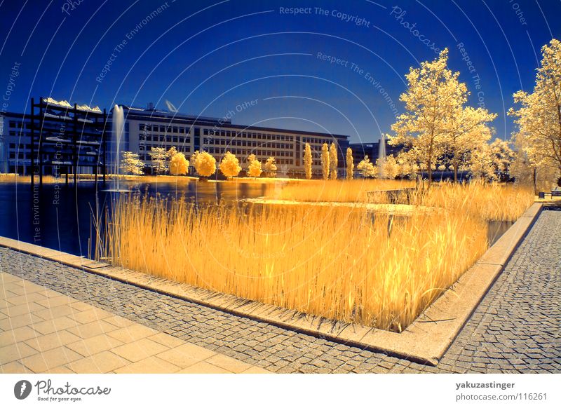 Environment Zone Infrared Infrared color Horizon Yellow Lake Tree Common Reed Future Summer Water fountain Long exposure Sky Blue Placed exhibition lake