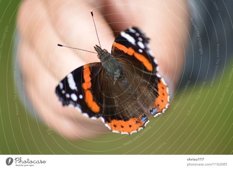 Beauty on the hand Nature Garden Animal Wild animal Butterfly Wing 1 Blue Brown Red Black White Acceptance Beautiful Calm Respect Elegant