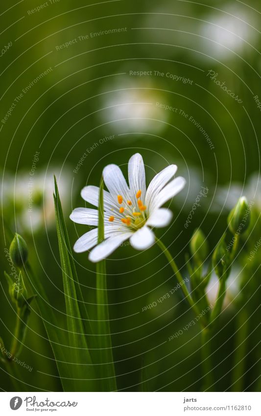 loner Environment Nature Plant Spring Summer Beautiful weather Flower Blossom Meadow Fragrance Fresh Natural Serene Calm Colour photo Exterior shot Close-up