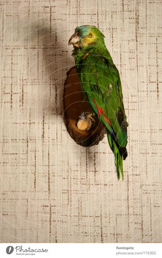 He doesn't say anything anymore! Parrots Green Bird Stuffed animal Wallpaper Animal Wall (building) stuffed