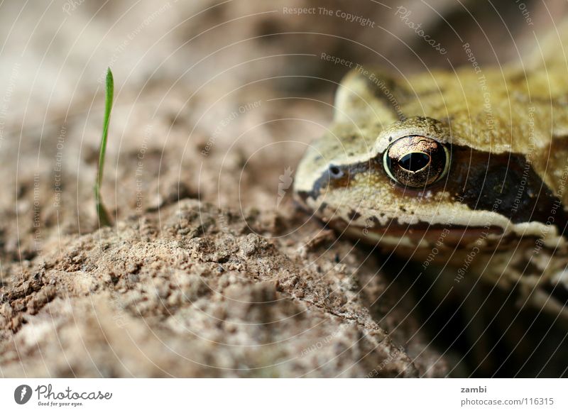 little frog Frogs Amphibian Slimy Brown Earthy Wild animal Leaf Wet Blade of grass Exterior shot King Painted frog Foraging Macro (Extreme close-up)