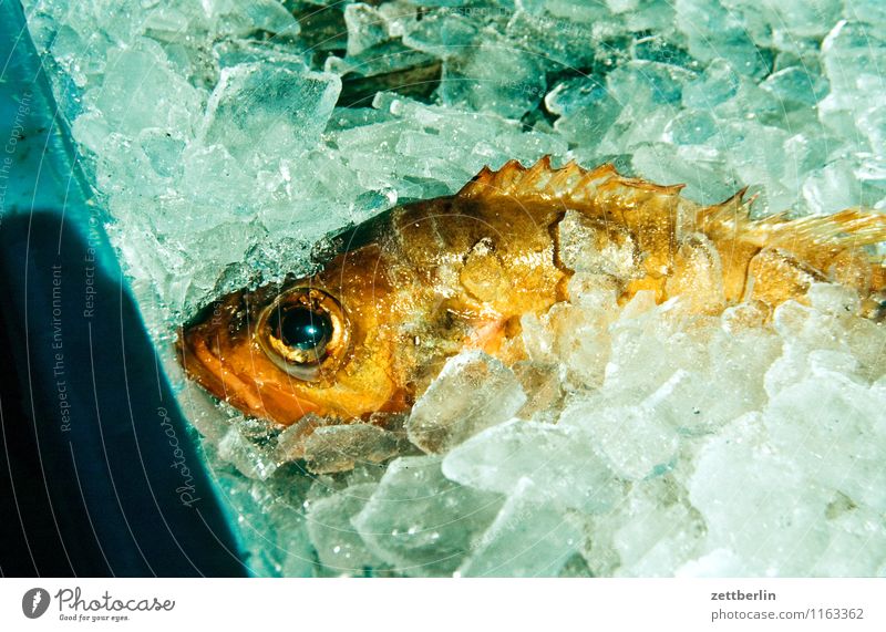 fish Fish Ice Conserve Canned Cold Nutrition Fish shop Fisherman Fresh Fishery Gastronomy Eyes Scales Fin Lie Sell Salmon
