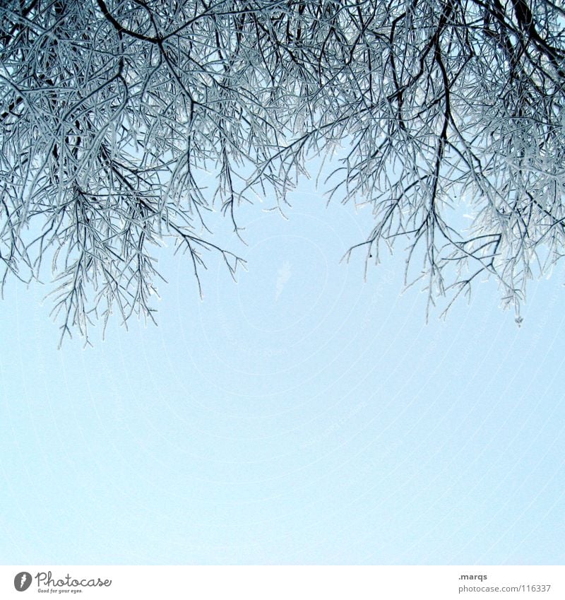 2007 Branches Tree Winter Cold Ice Fresh Hansguckindieluft Sky Twig Blue Bright Clarity Snow