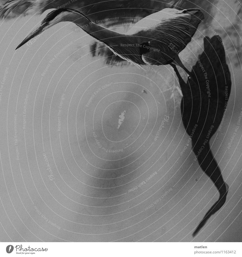 the ancients know the corners Lakeside Animal Wild animal Bird Wing 1 Stand Gray Black White Observe Motionless Grey heron Shadow play Black & white photo