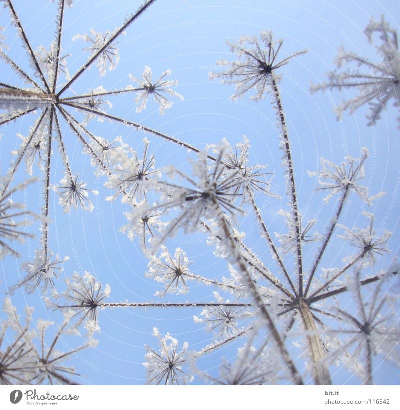 HAPPY NEW FLOWERS Beautiful Winter Snow Sky Cloudless sky Beautiful weather Ice Frost Flower Cold Blue White Ice crystal Frozen Fairytale landscape Delicate