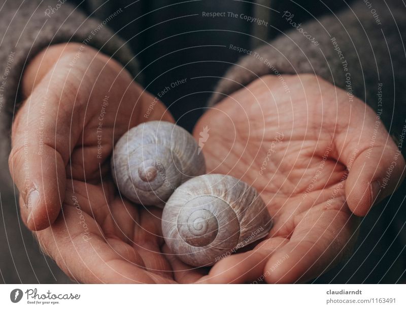 treasures Human being Masculine Man Adults Hand 1 Plant Wild animal Snail Vineyard snail Large garden snail shell 2 Animal Pair of animals Slimy Beautiful Brown
