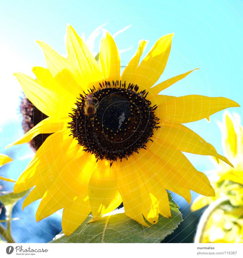 Sun for the year Flower Sunflower Yellow Summer Grain Physics Field Warmth Sky sunflower seeds