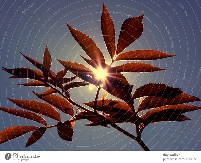 Summerfeelings II Moody Character Relaxation Leaf Red Back-light Lighting Glimmer Dazzle Sun Nature Freedom Warmth Plant Blue