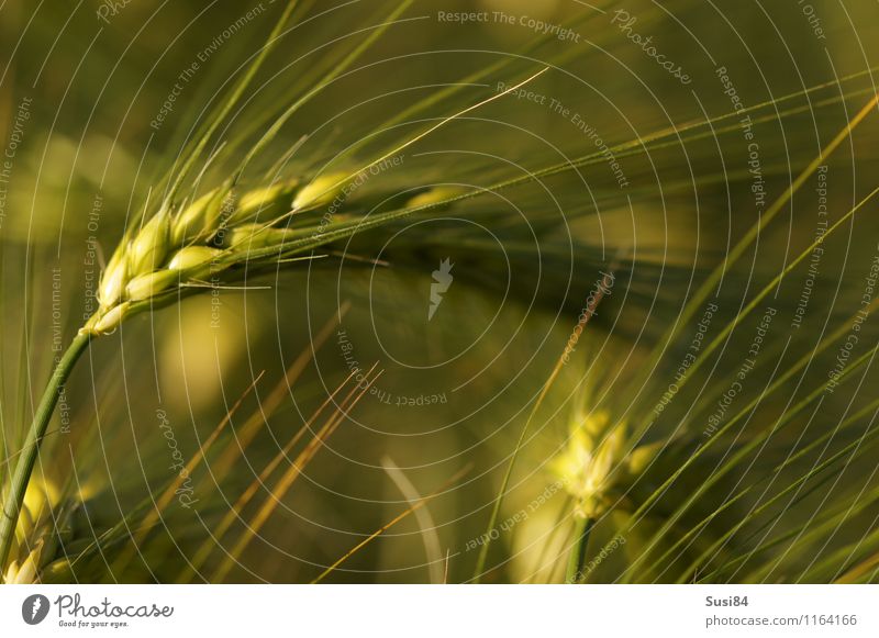 spike Nature Plant Summer Grass Agricultural crop Ear of corn Grain Cornfield Barley Rye Field Hang Growth Sustainability Natural Green Moody Power Adventure