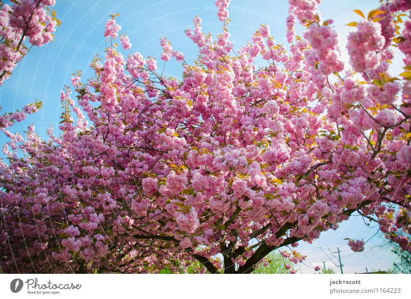 Cherry Blossom Front Sakura Censors A Royalty Free Stock Photo From Photocase