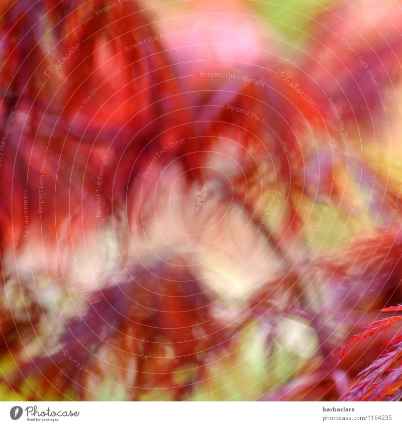 batik Plant Wind Bushes Maple tree Garden Illuminate Wild Red Moody Bizarre Exotic Colour Nature Colour photo Exterior shot Detail Abstract Pattern