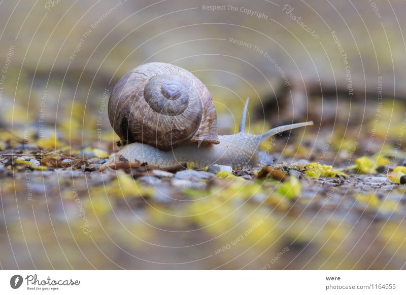 On My Way Nature Animal Traffic infrastructure Public transit Train travel Snail 1 Movement Crawl Slimy Attentive Prompt Caution Serene Patient Calm