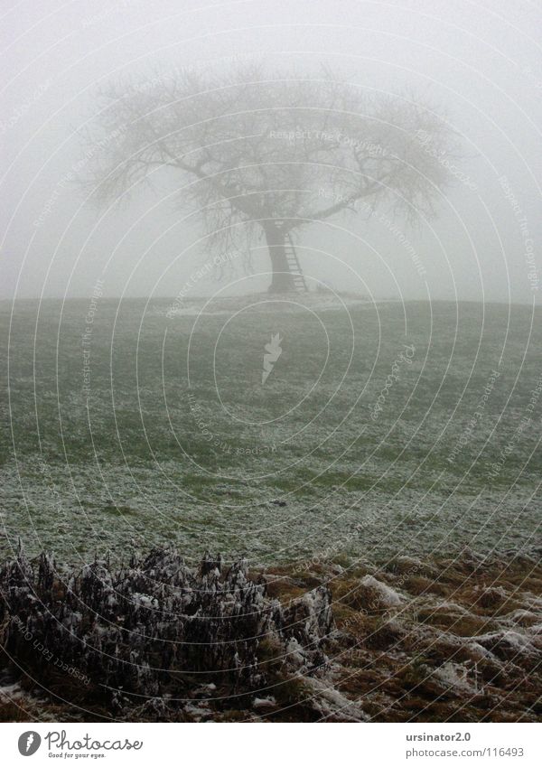 The tree 1 Tree Meadow Snow Fog Landscape Nature Agriculture Loneliness Cold Winter Grief Distress ursinator2.0 Sadness