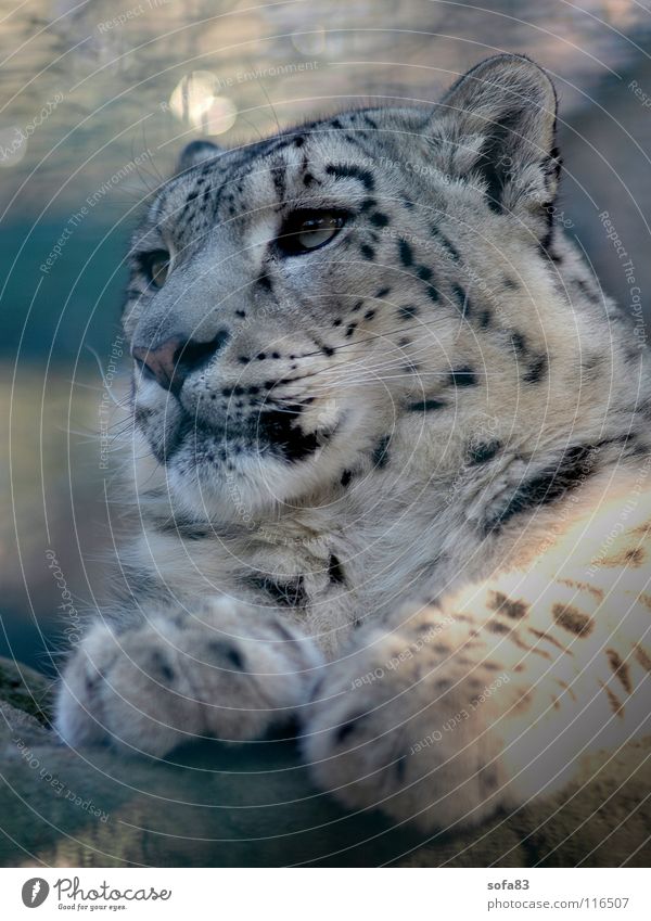 Snow leopard – Zoo Berlin