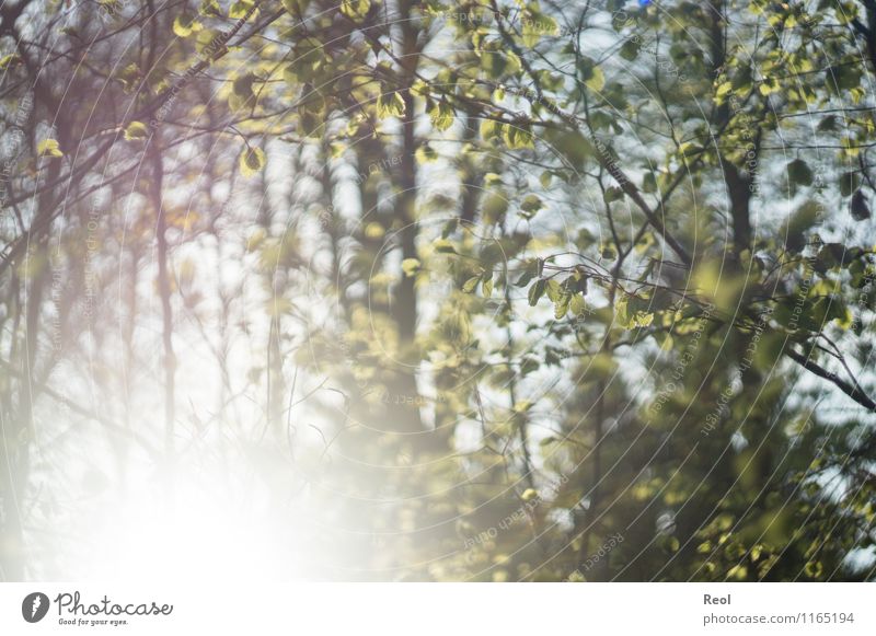 sun-flooded Environment Nature Sun Sunlight Spring Summer Beautiful weather Plant Tree Bushes Foliage plant Wild plant Leaf Leaf green Twigs and branches