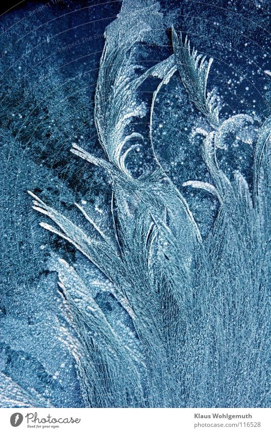 Filigree ice flower on the windscreen of a car during severe frost pretty Frostwork Delicate Transience Ice crystal White Winter Window pane Cold Noble Poetic