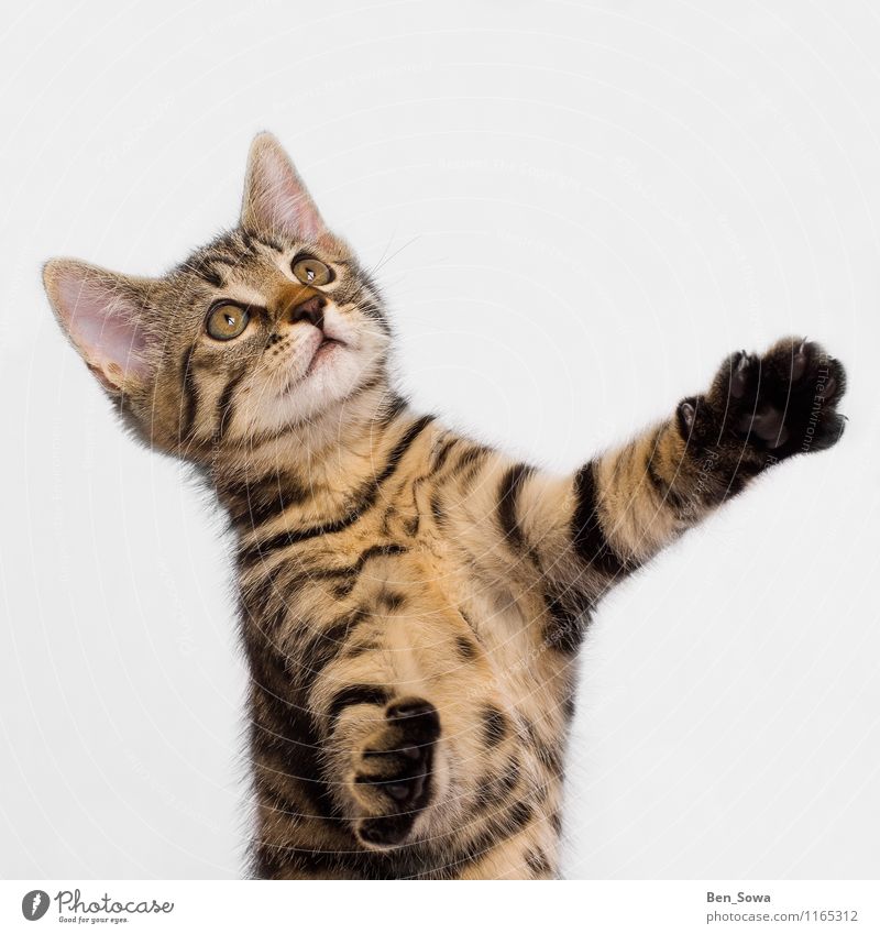 Striped cat Animal Pet Cat Kitten 1 Catch Hunting Fight Smart Brown Yellow Gold Enthusiasm Power Willpower Love of animals Colour photo Studio shot Deserted