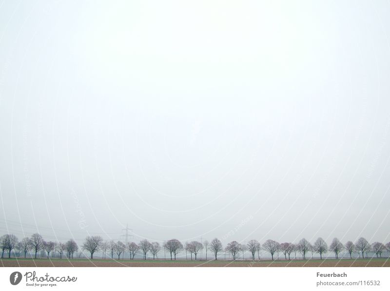 Winter Avenue_2 Snow Sky Horizon Fog Ice Frost Tree Outskirts Traffic infrastructure Street Cold Gloomy Loneliness Niederrhein steamy Landscape Colour photo