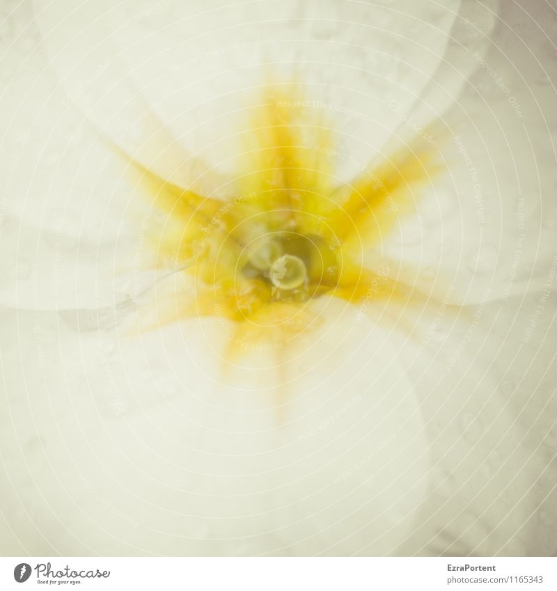 sheet by sheet Environment Nature Plant Water Drops of water Spring Summer Flower Blossom Garden Blossoming Esthetic Yellow White Double exposure Blossom leave
