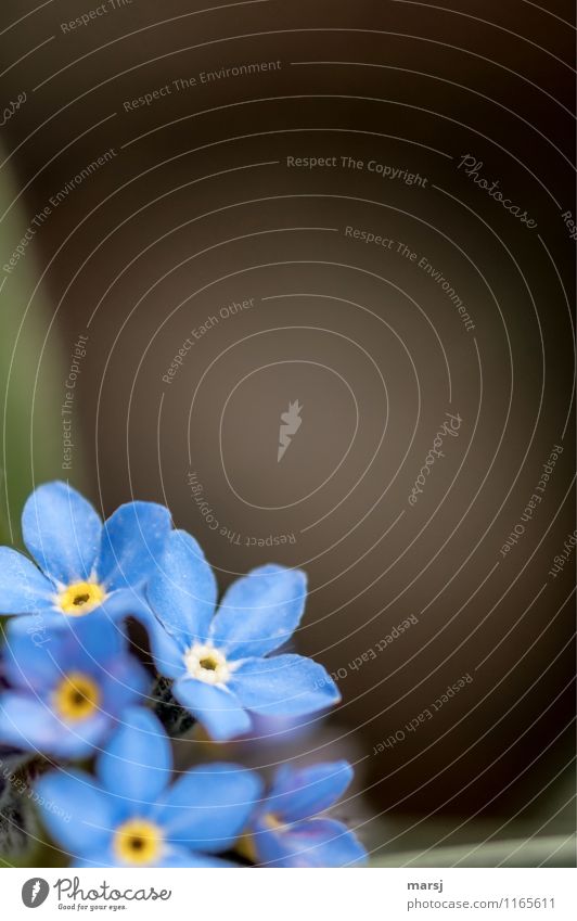 Forget-me-not in lower left corner Blossoming bleed Life Harmonious Calm spring Summer Plant flowers Wild plant Fragrance conceit Fresh Blue Spring fever Dream