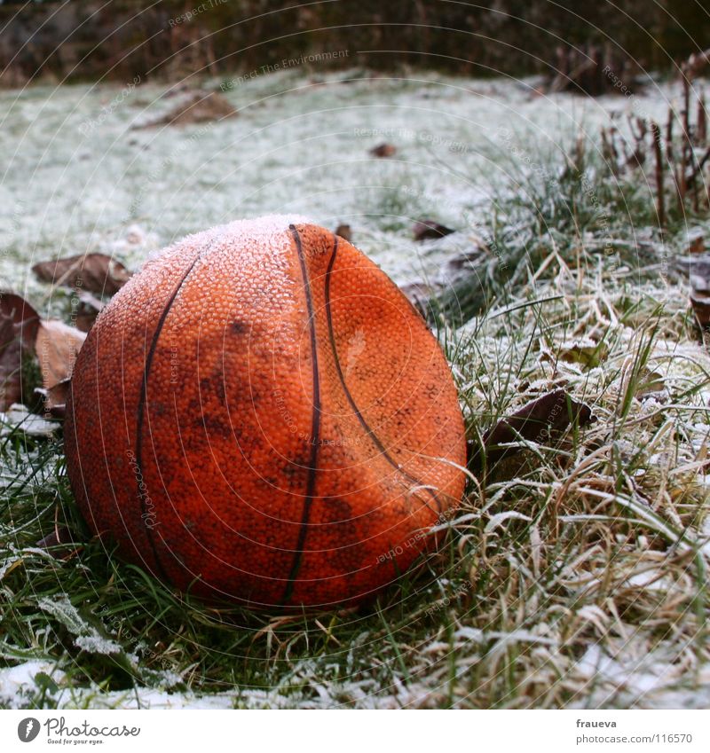 lonely ball 2 Grass Forget Loneliness Winter Round Frozen Leaf Hoar frost Ice Broken Sports Playing Ball sports Basketball Structures and shapes Sphere Line