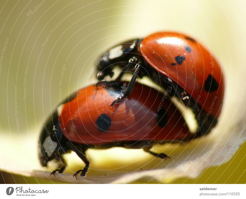 Ladybird Love Propagation Red Animal Macro (Extreme close-up) Close-up Orange nature life Beetle Point