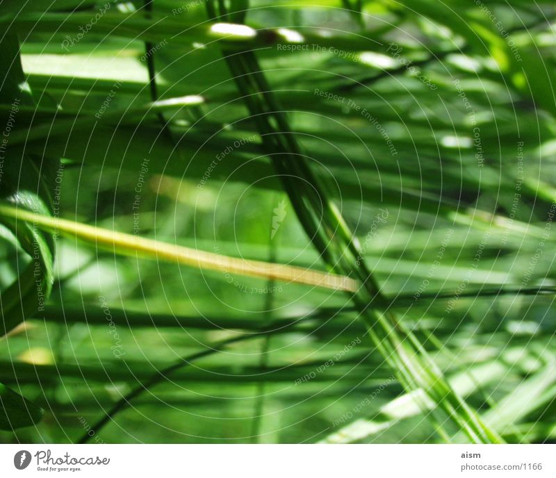 green Grass Meadow Green Blade of grass Lawn