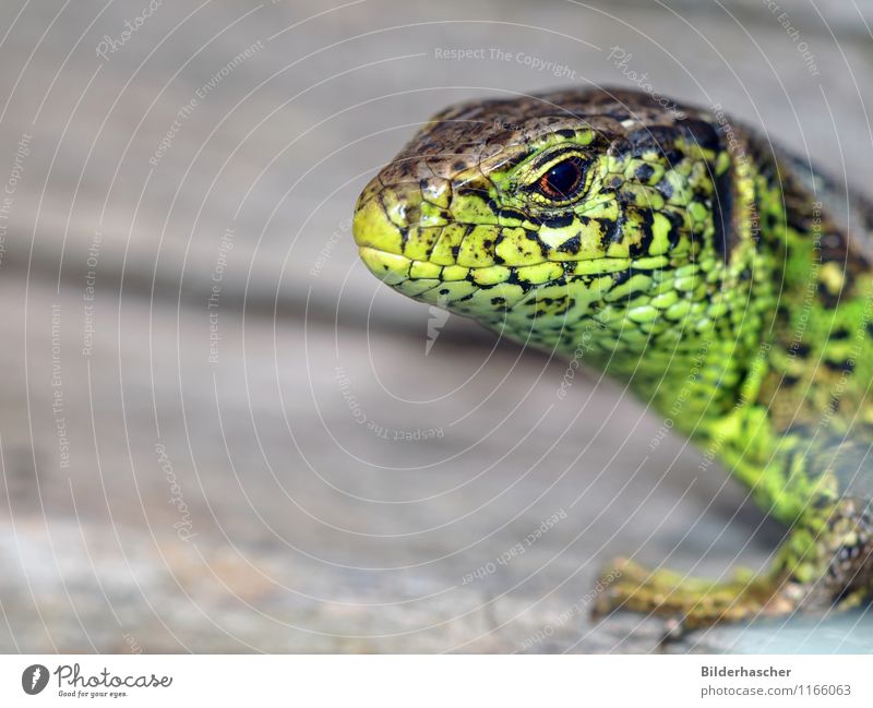 inquisitorial Sand lizard Lizards Saurians Reptiles Mane Animal Green Variable Sunbathing Close-up Propagation Cor anglais Flake Hide Animal portrait Eyes