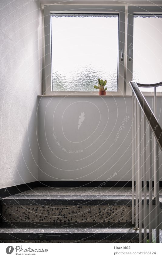 cactus Calm Flat (apartment) Interior design Decoration Plant Cactus Foliage plant Architecture Bright White Loneliness Uniqueness Window Window board Hallway